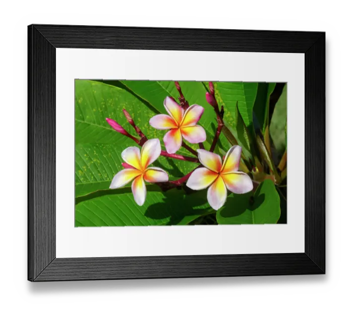 Framed Print : Plumeria, Frangipani Framed Print : Plumeria, Frangipani