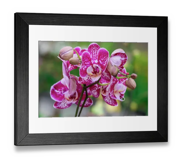 Framed Print : Magenta Speckled moth Orchid