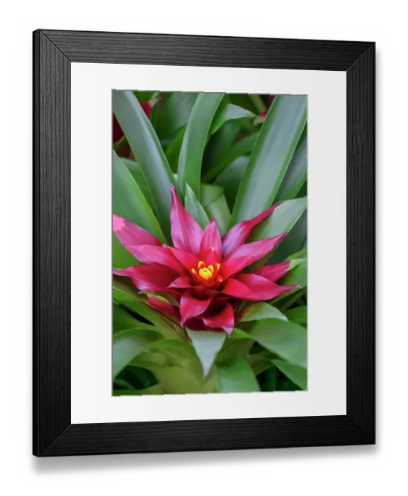 Framed Print : Bromeliad Framed Print : Bromeliad