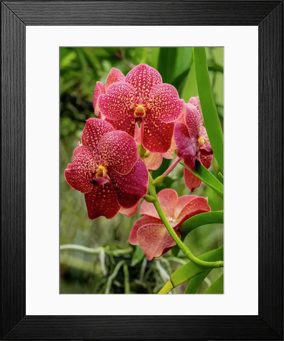 Framed Print : Moth Orchid