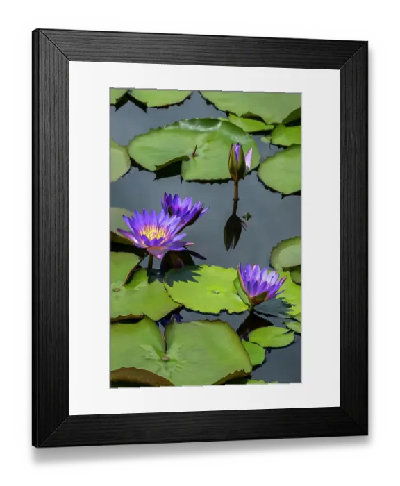 Framed Print : Blue tropical water lily Framed Print : Blue tropical water lily