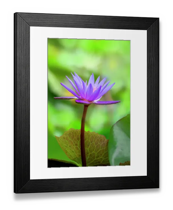 Framed Print : Day water lily Framed Print : Day water lily