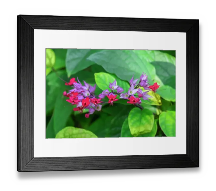 Framed Print : Bleeding glory-bower Framed Print : Bleeding glory-bower