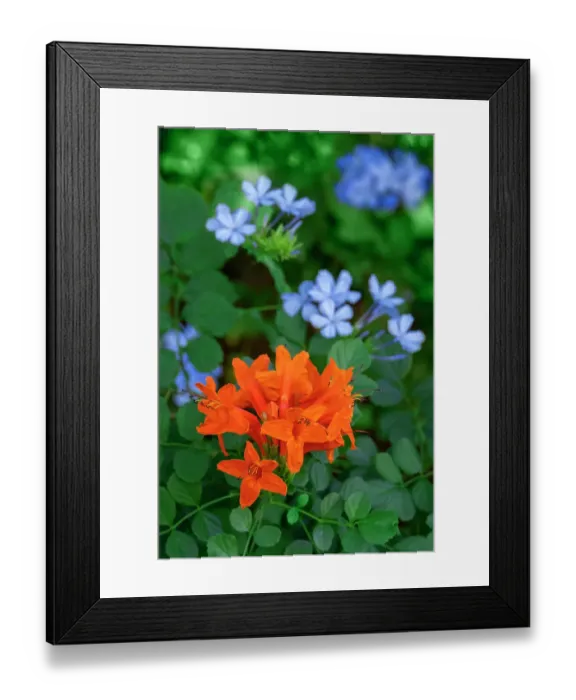 Framed Print : Cape Honeysuckle and plumbago in garden