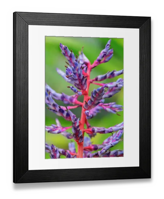 Framed Print : Aechmea bracteata, bromeliad Framed Print : Aechmea bracteata, bromeliad