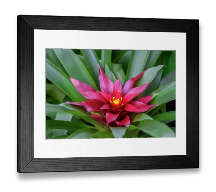 Framed Print : Bromeliad Framed Print : Bromeliad