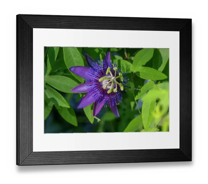 Framed Print : Purple Passionflower Framed Print : Purple Passionflower