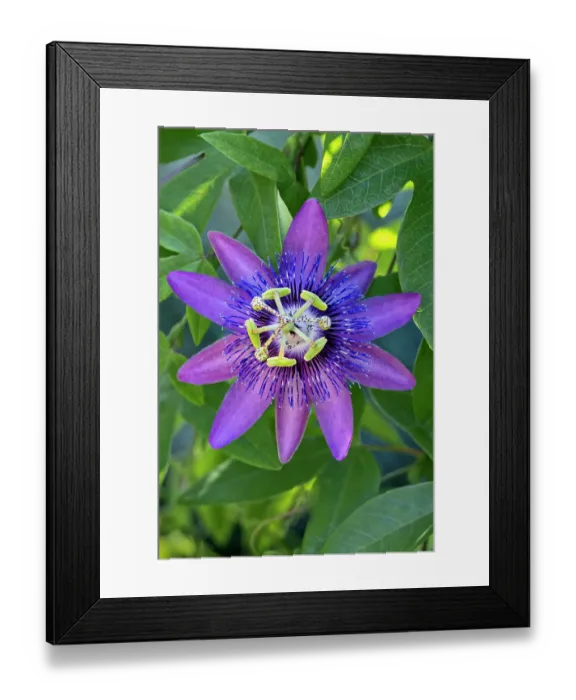 Framed Print : Purple Passion Framed Print : Purple Passion