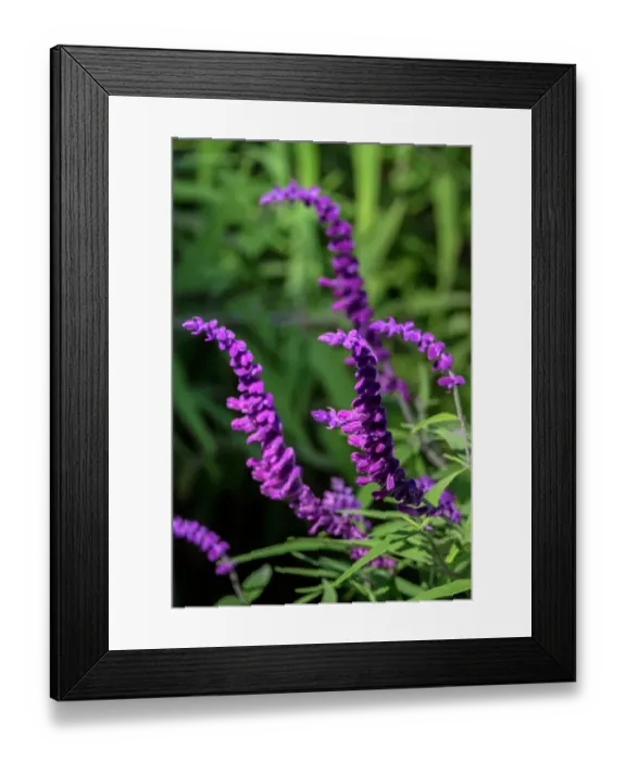 Framed Print : Mexican Bush Sage, Salvia Framed Print : Mexican Bush Sage, Salvia