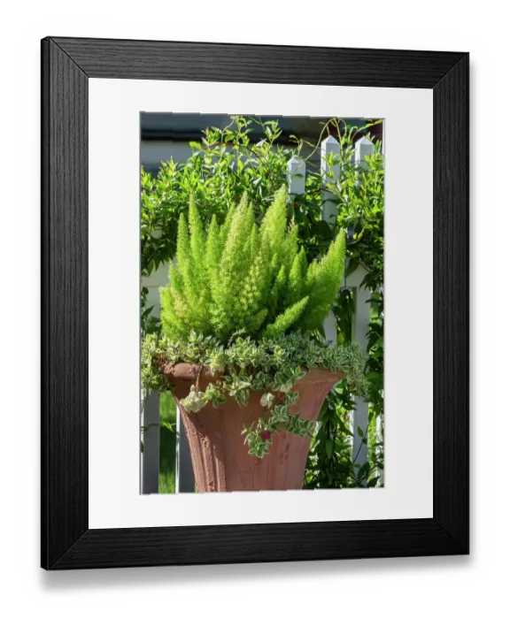Framed Print : Sprenger's Asparagus and Ice plant in planter
