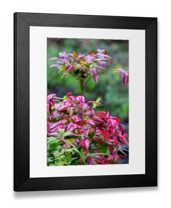 Framed Print : Heavenly Bamboo shrub