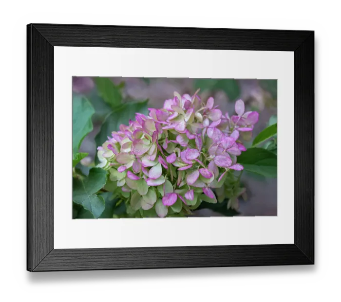 Framed Print : Mophead Hydrangea Framed Print : Mophead Hydrangea