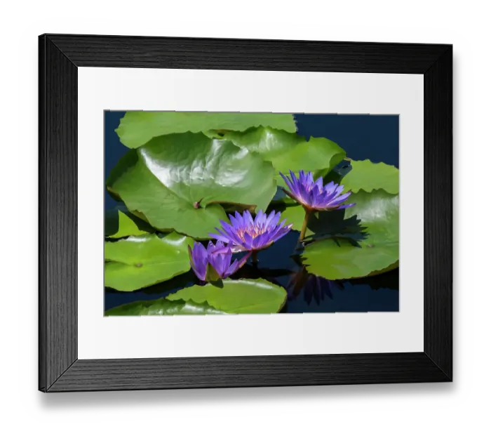 Framed Print : Blue tropical water lily Framed Print : Blue tropical water lily