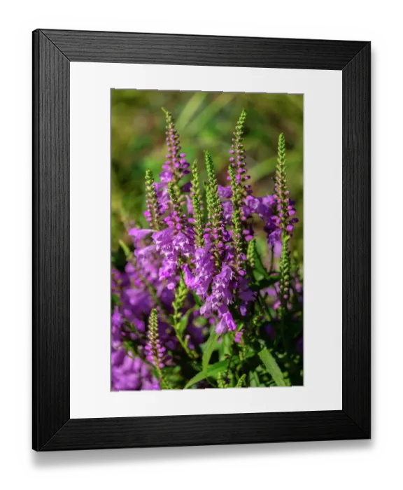 Framed Print : Obedient Plant