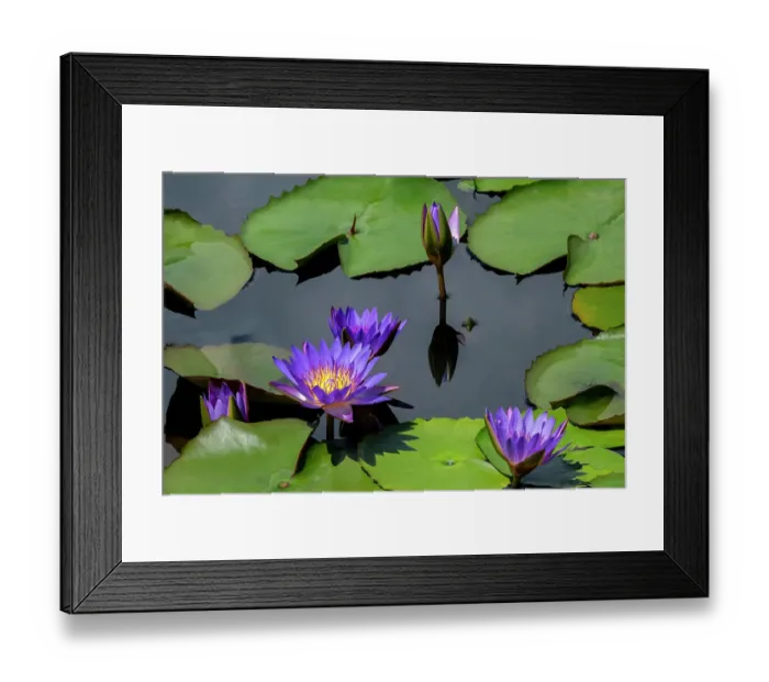 Framed Print : Blue tropical water lily Framed Print : Blue tropical water lily