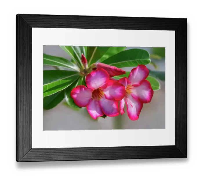 Framed Print : Desert rose plant
