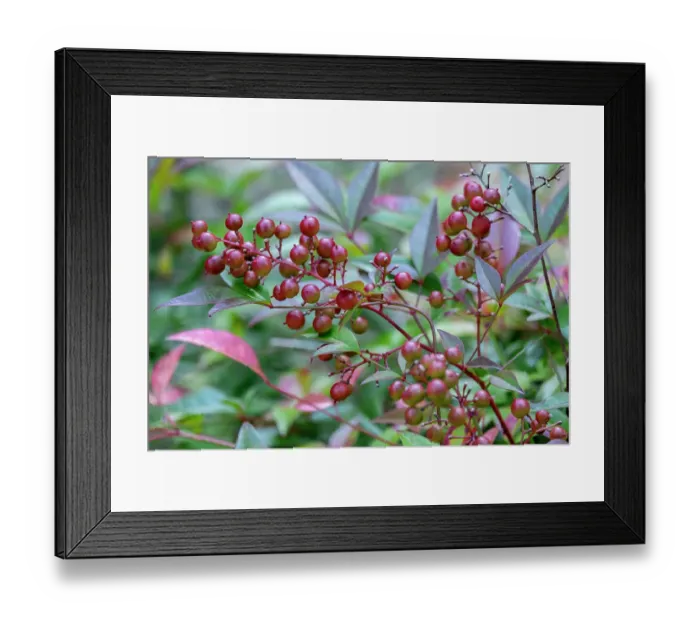 Framed Print : Heavenly Bamboo fruit Framed Print : Heavenly Bamboo fruit
