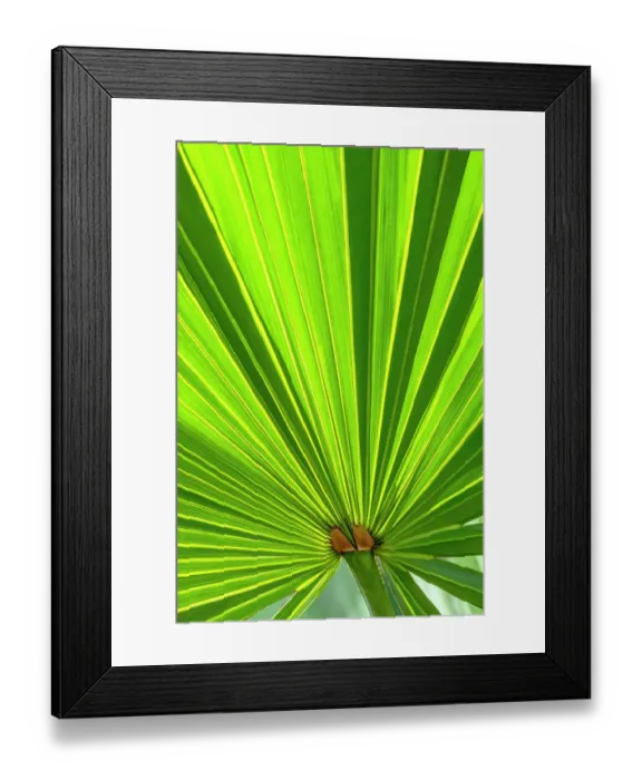Framed Print : Saw Palmetto leaf
