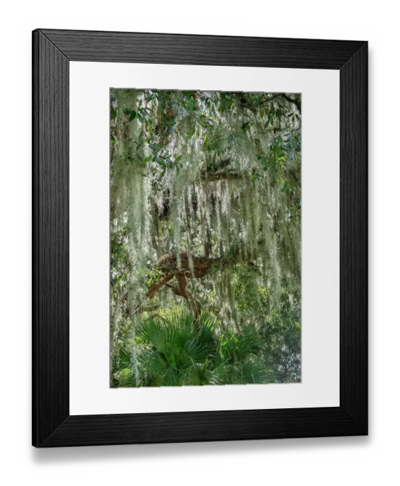 Framed Print : Spanish moss on a live oak tree Framed Print : Spanish moss on a live oak tree