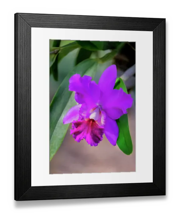 Framed Print : Crimson cattleya