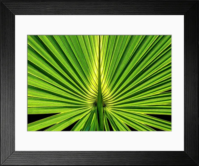 Framed Print : Sabal Palm