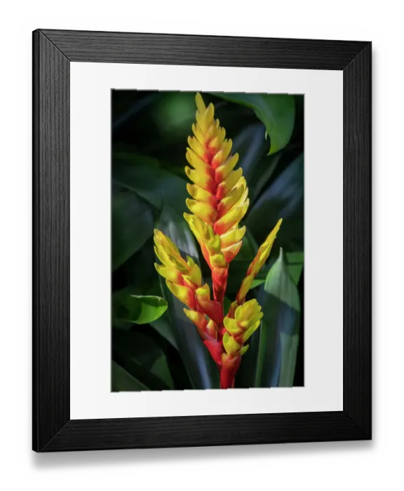 Framed Print : Red ginger plant blooming Framed Print : Red ginger plant blooming