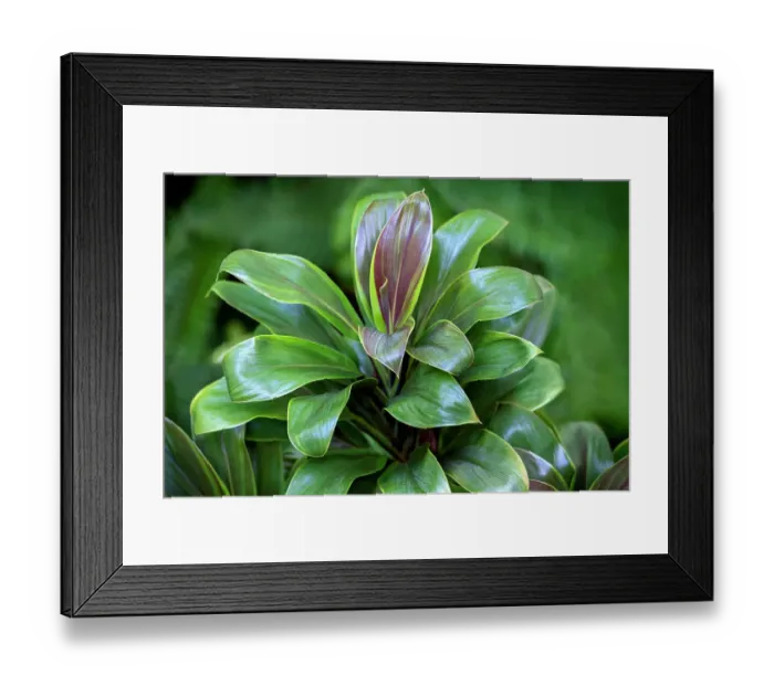 Framed Print : Ti plant Framed Print : Ti plant