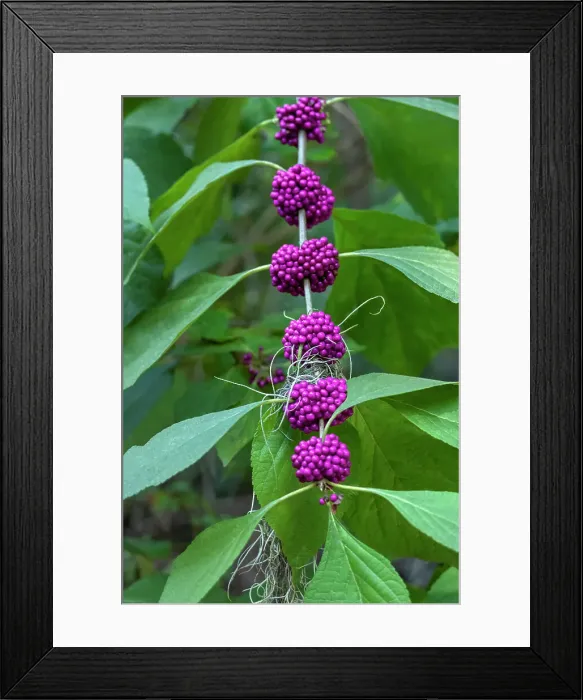 Framed Print : Beautyberry bush detail