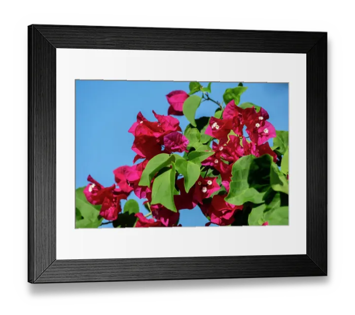 Framed Print : Bougainvillea plant Framed Print : Bougainvillea plant