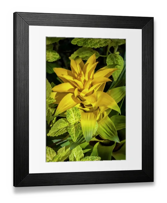 Framed Print : Yellow bromeliad Framed Print : Yellow bromeliad