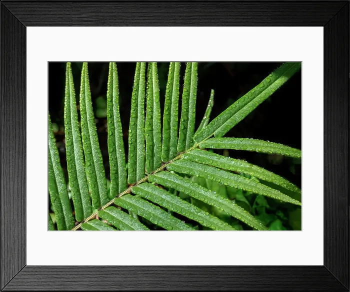 Framed Print : Ladder fern Framed Print : Ladder fern