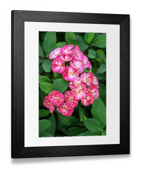 Framed Print : Crown of thorns plant Framed Print : Crown of thorns plant
