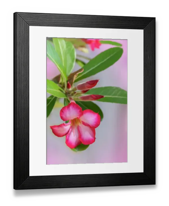 Framed Print : Desert rose plant Framed Print : Desert rose plant