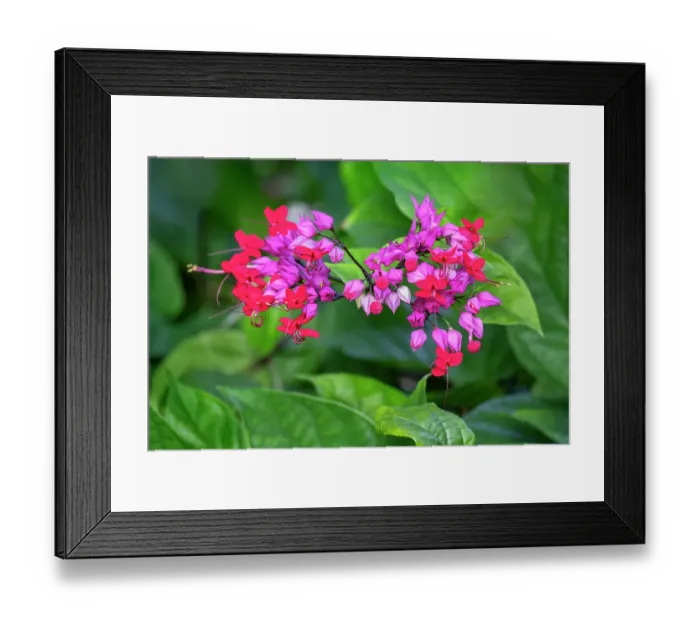 Framed Print : Bleeding glory-bower plant
