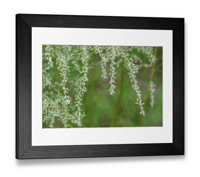 Framed Print : Dogfennel Framed Print : Dogfennel
