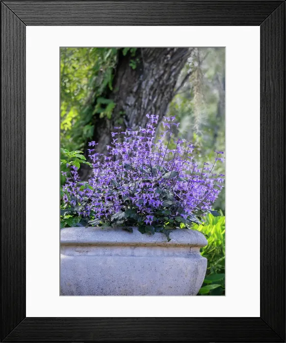 Framed Print : Large Spurflower Framed Print : Large Spurflower