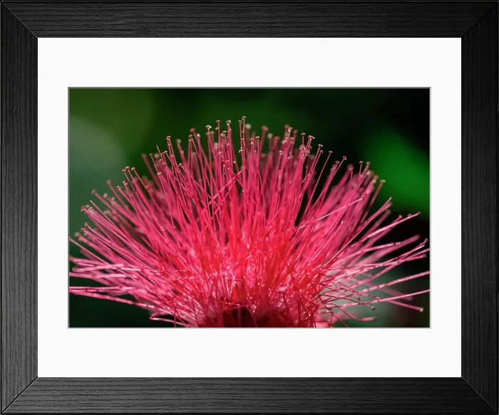 Framed Print : Red Powderpuff flower