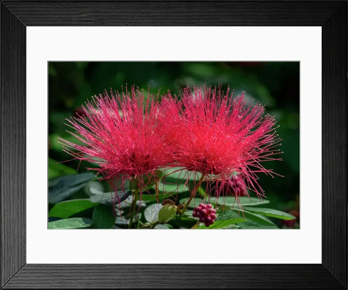 Framed Print : Red Powderpuff flower Framed Print : Red Powderpuff flower