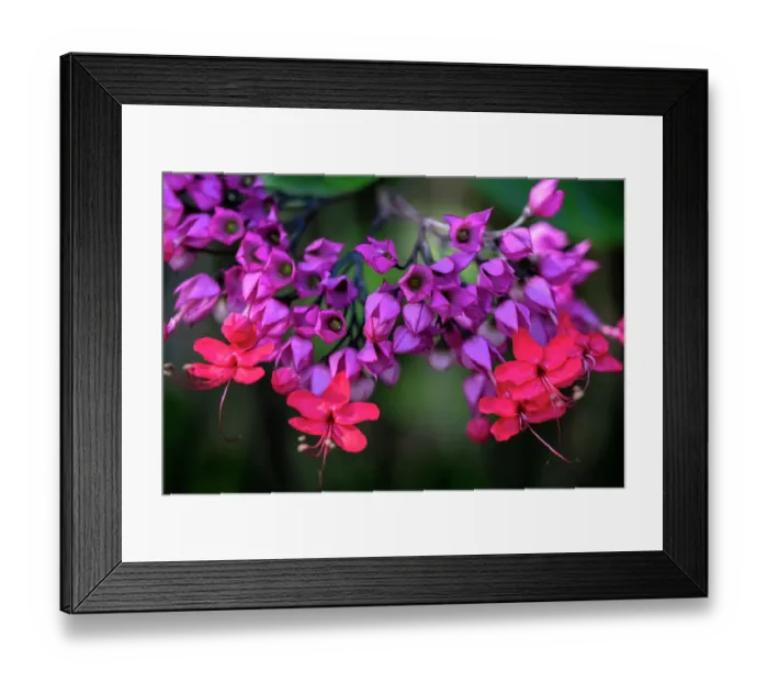 Framed Print : Bleeding glory-bower Framed Print : Bleeding glory-bower
