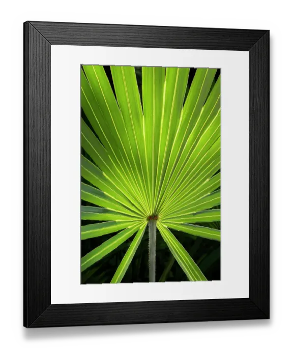 Framed Print : Detail of saw palmetto foliage Framed Print : Detail of saw palmetto foliage