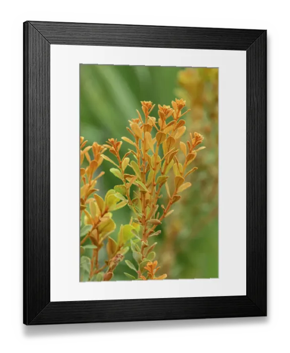 Framed Print : Coastal plain staggerbush Framed Print : Coastal plain staggerbush