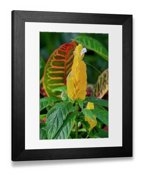 Framed Print : Golden Shrimp Plant and Croton in tropical garden Framed Print : Golden Shrimp Plant and Croton in tropical garden