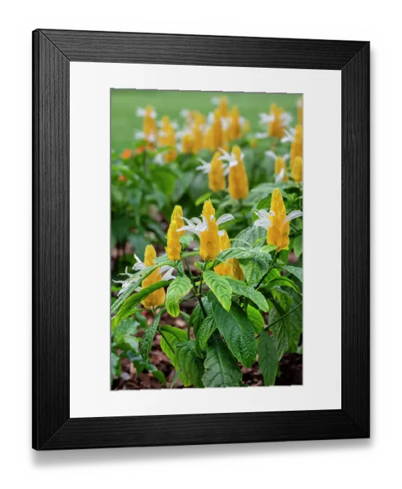 Framed Print : Golden Shrimp Plant Framed Print : Golden Shrimp Plant