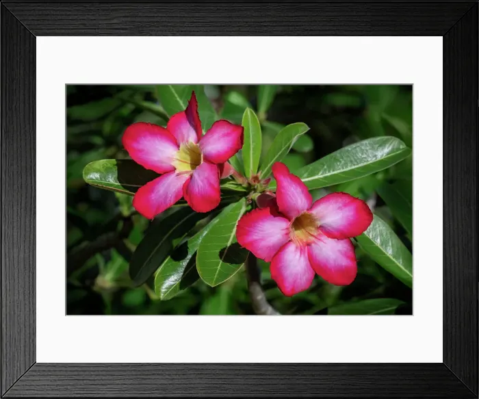 Framed Print : Desert rose