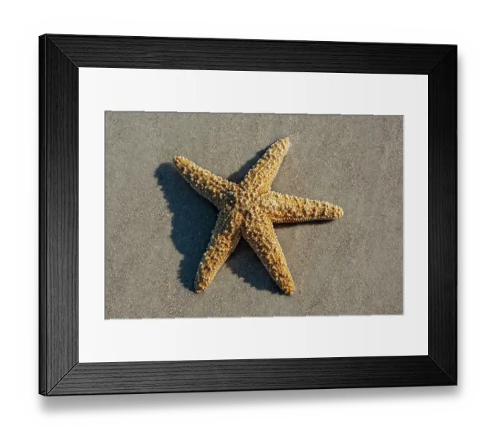 Framed Print : Giant sea star on the beach Framed Print : Giant sea star on the beach