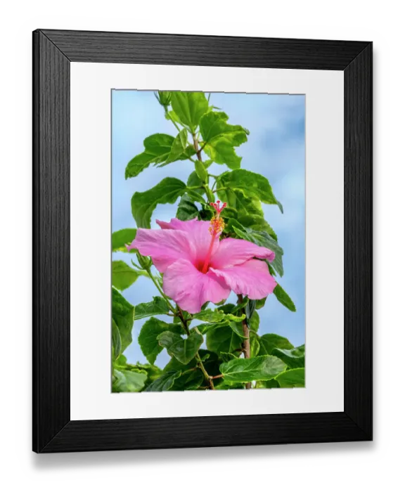 Framed Print : Pink Chinese hibiscus Framed Print : Pink Chinese hibiscus