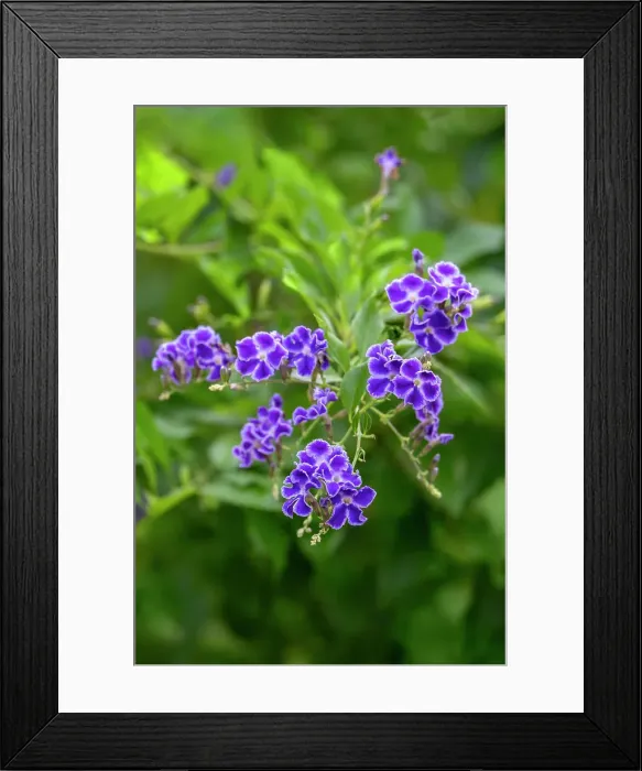 Framed Print : Golden Dewdrop plant