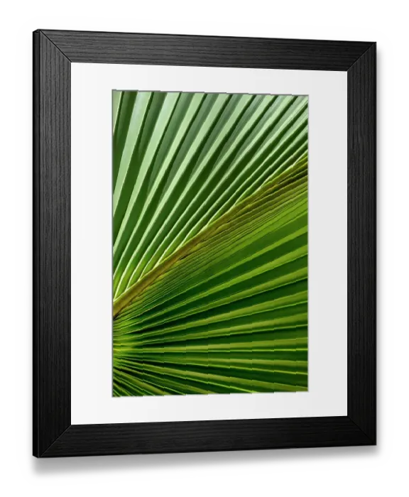 Framed Print : Detail of sabal palm foliage Framed Print : Detail of sabal palm foliage