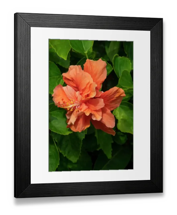 Framed Print : Orange double ruffled Chinese hibiscus Framed Print : Orange double ruffled Chinese hibiscus