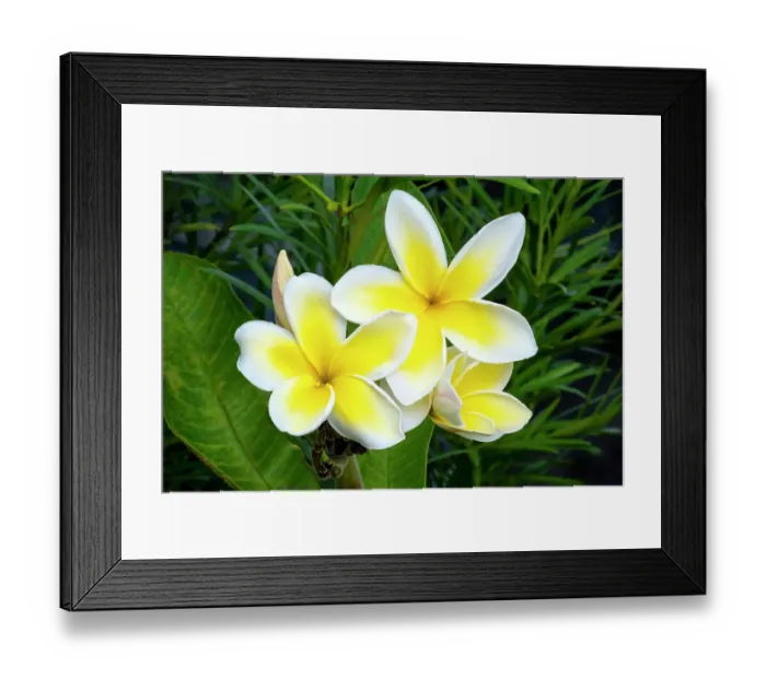 Framed Print : Yellow and white plumeria
